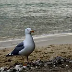 Apartman Karlo *