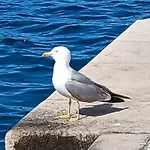 Apartman Karlo *