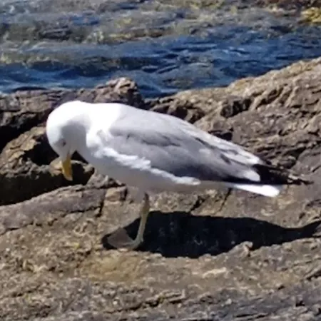 公寓 Karlo 卢卡瓦克